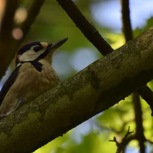 Great Spotted Woodpecker