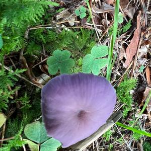 Amethyst Deceiver