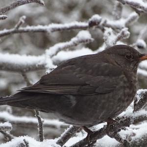 Eurasian Blackbird