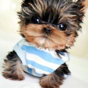 Yorkshire Terrier