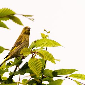 European Greenfinch