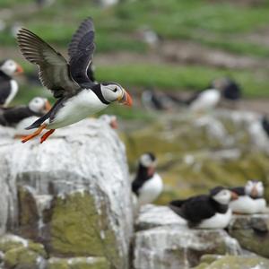 Atlantic Puffin