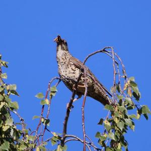 Mistle Thrush