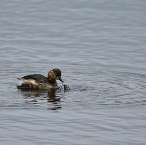 Little Grebe