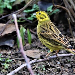 Yellowhammer