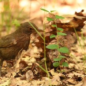 Eurasian Blackbird