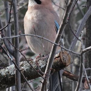 Eurasian Jay