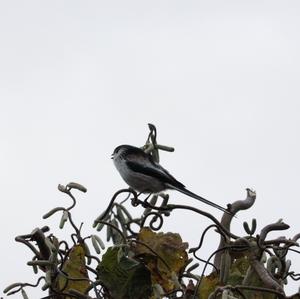 Long-tailed Tit