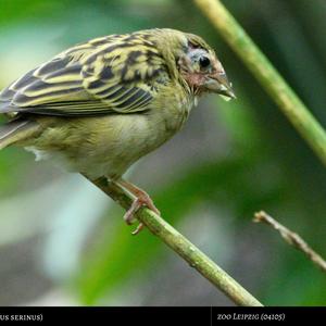 European Serin