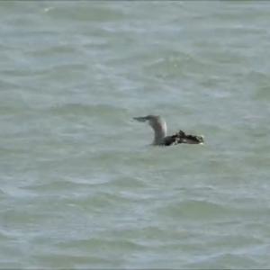 Red-throated Loon