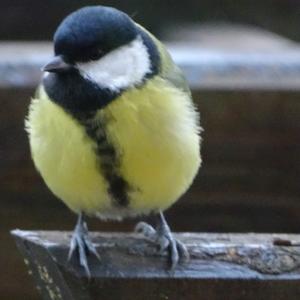 Great Tit