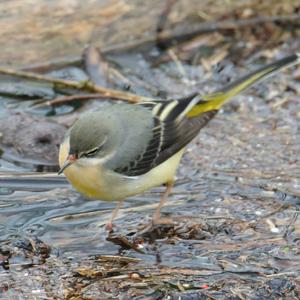 Grey Wagtail