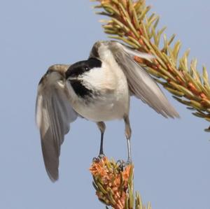 Marsh Tit