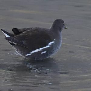 Common Moorhen