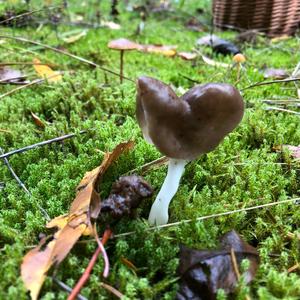 Smooth-stalked Helvella