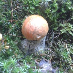 Orange Birch Bolete