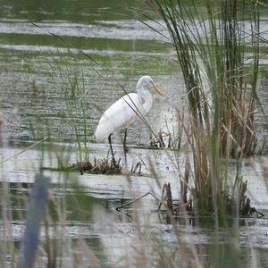 Great Egret