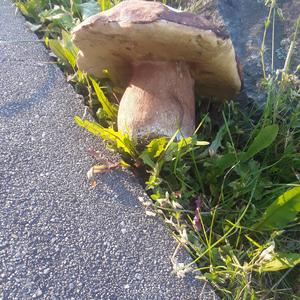 Summer Bolete