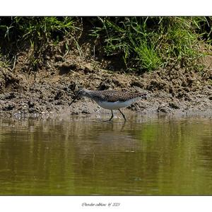 Green Sandpiper