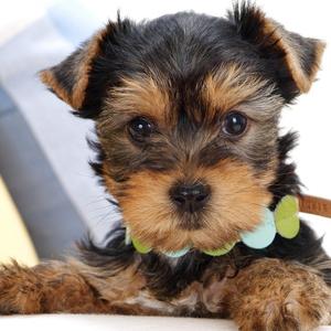 Yorkshire Terrier