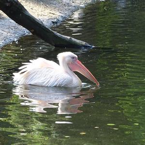 Great White Pelican