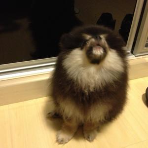 Pomeranian