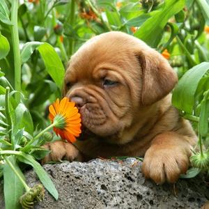 Dogue de Bordeaux