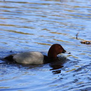 Common Pochard