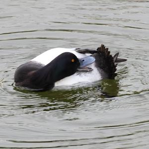 Tufted Duck