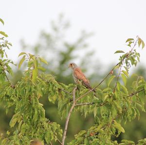 Common Kestrel