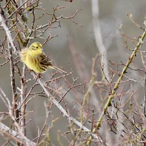 Yellowhammer