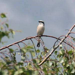 Red-backed Shrike