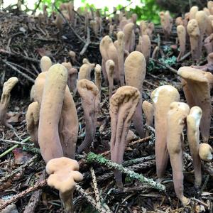 Pestle-shaped Coral