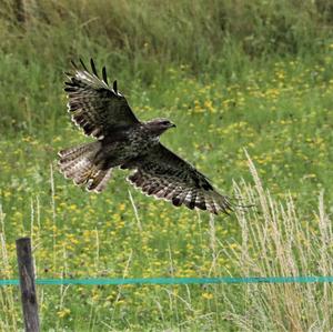 Mäusebussard