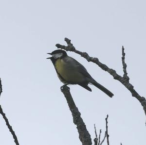 Great Tit