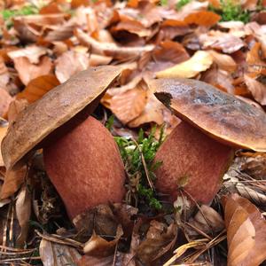 Dotted-stem Bolete