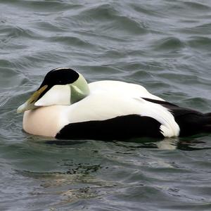 Common Eider