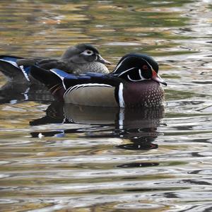 Wood Duck