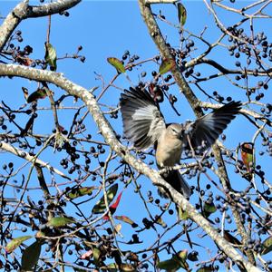 Northern Mockingbird