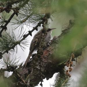 Short-toed Treecreeper