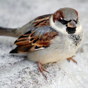 House Sparrow