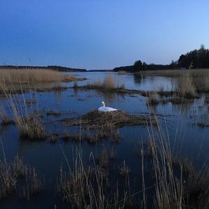 Mute Swan