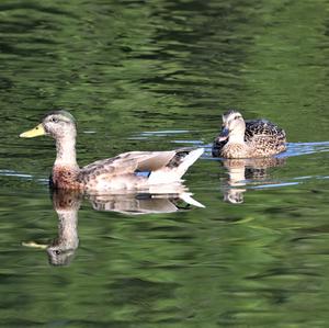 Stockente