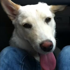 Siberian Husky
