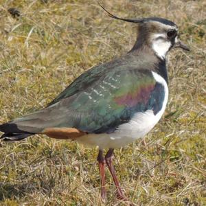 Northern Lapwing