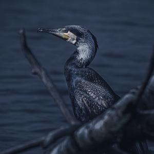 Great Cormorant