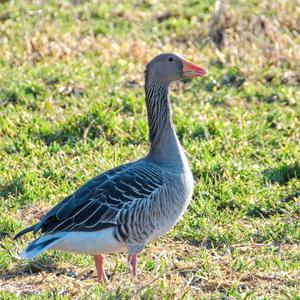 Greylag Goose