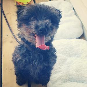 Unknown Breed