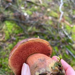 Unknown Species