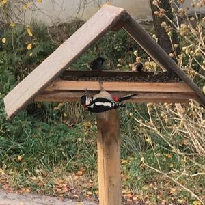 Great Spotted Woodpecker